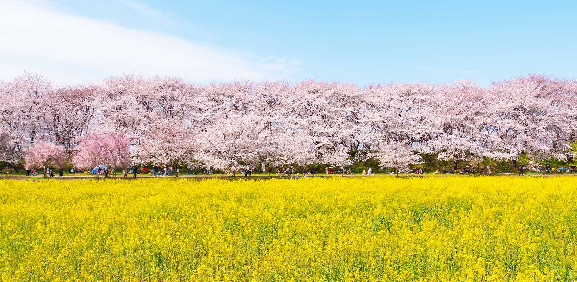 櫻花油菜花