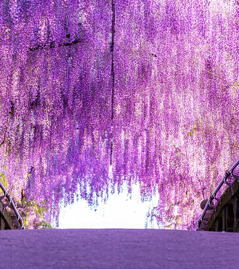 藤花