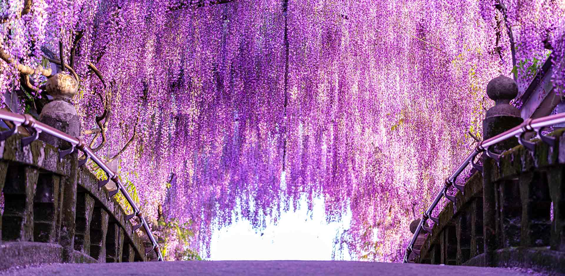 藤花