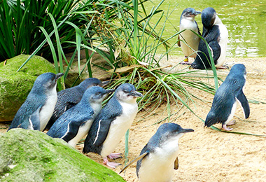 8隻小巧可愛的小藍企鵝