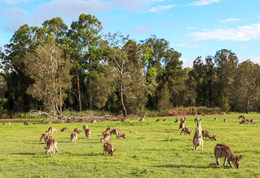 綠色的草地上大群野生袋鼠跳躍吃草著