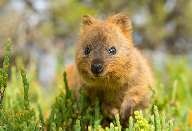 羅特尼斯島的可愛短尾矮袋鼠