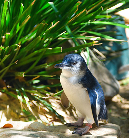 中央是隻小藍企鵝，被綠色葉子環繞