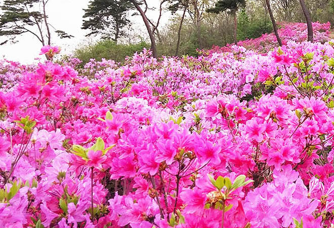 整片桃紅色的杜鵑花