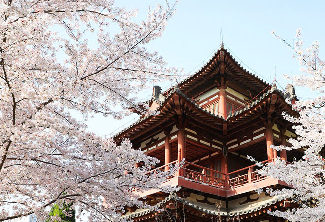 西安青龍寺與櫻色