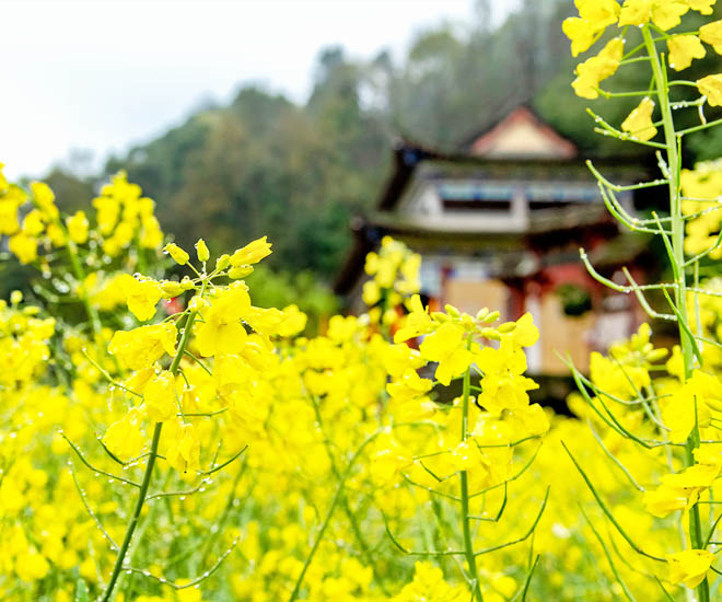 前方是一株株金黃色的油菜花，後方有座古色古香的中國式民宅