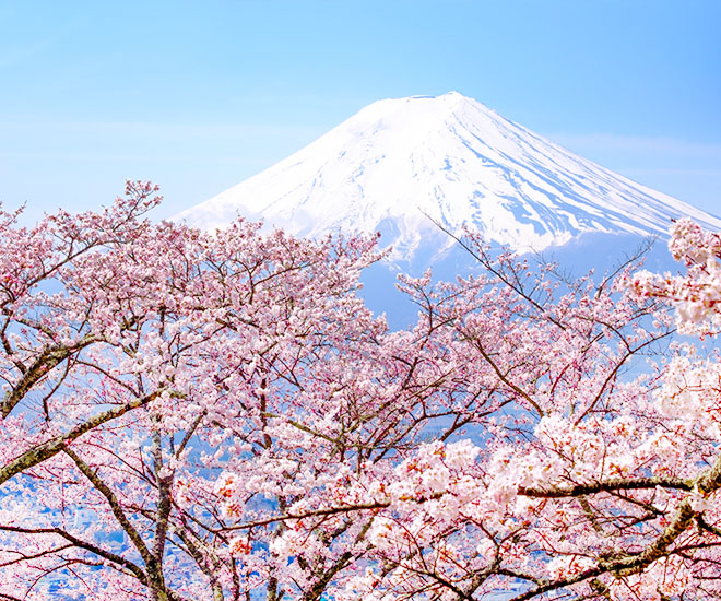 粉色的櫻花樹包圍著，山頂有白色積雪的富士山