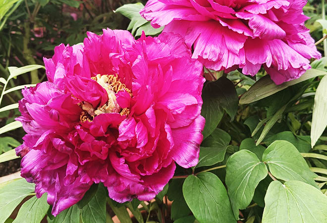 兩排粉紅色的櫻花林，樹枝的影子坐落在道路上，上方是蔚藍的天空