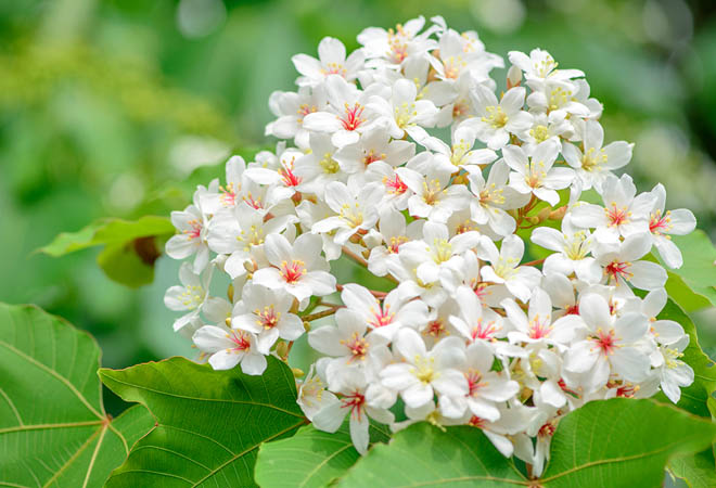 兩排粉紅色的櫻花林，樹枝的影子坐落在道路上，上方是蔚藍的天空