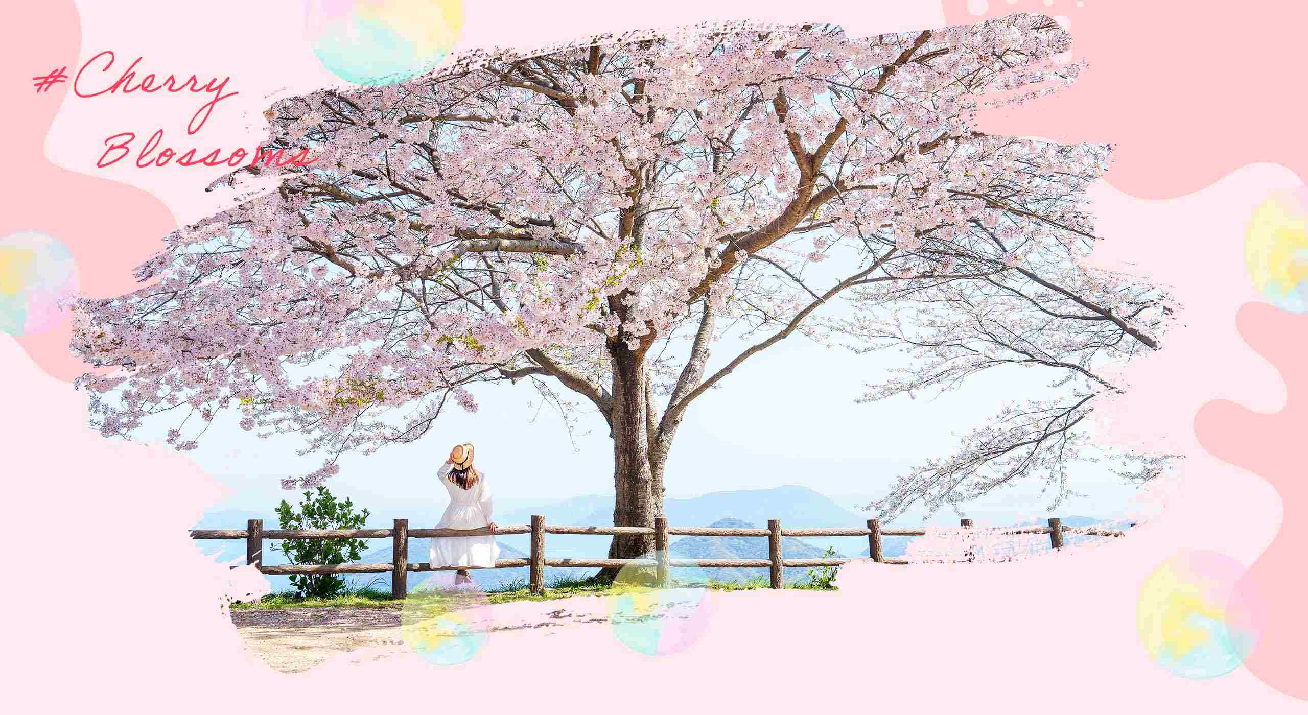 櫻花-櫻花樹下坐著一位白衣少女
