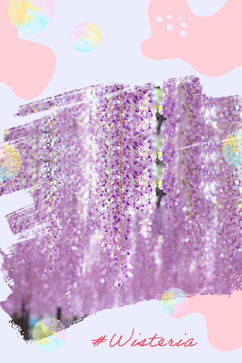 紫藤-成串的紫色花朵隨風搖曳