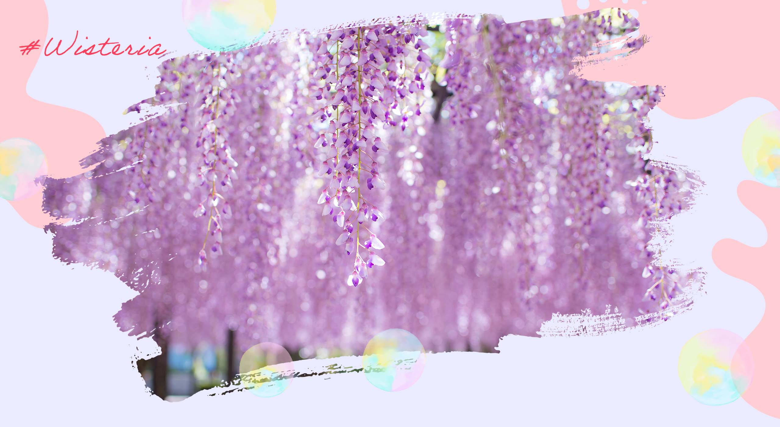 紫藤-成串的紫色花朵隨風搖曳